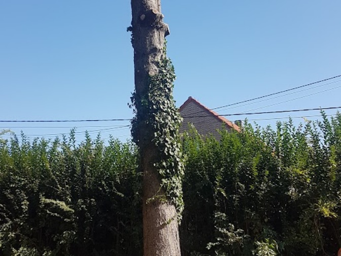Entretien, abattage arbre mort