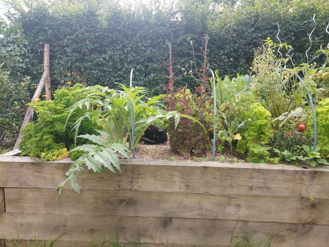 Image permaculture